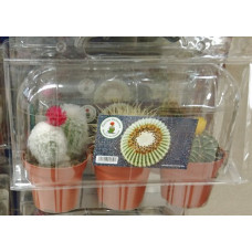Cactus Canarias - 3x Kaktus Set gemischt mittel Pflanzen mit Topf in Blisterpackung von Gran Canaria