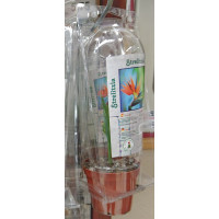 Cactus Canarias - Strelitzia Strelitzie Pflanze mit Topf in Blisterpackung von Gran Canaria